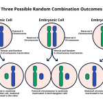 X Chromosome Inactivation: Key to Genetic Disease Treatments