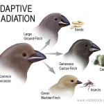 House Finch Genetic Adaptation: Unveiling Evolutionary Insights