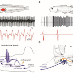 Electric Fish and NeuroAI: Insights into Collective Intelligence