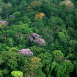 Tropical Forest Canopy: Impact of Climate Change Revealed