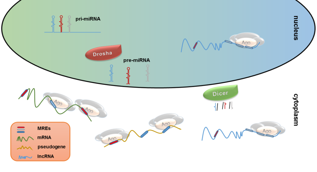 microRNA Research: The Path to Gary Ruvkun’s Nobel Prize