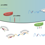microRNA Research: The Path to Gary Ruvkun’s Nobel Prize