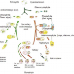 Photosynthesis Evolution: Uncovering the Origins of Oxygen