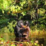 Bonobo Communication: Insights into Animal Language Evolution