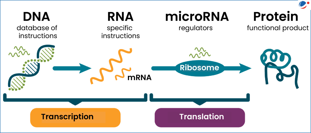 microRNA Discovery: Journey to the 2024 Nobel Prize