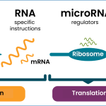microRNA Discovery: Journey to the 2024 Nobel Prize