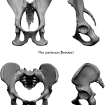 Human Pelvis Evolution: How We Walk Upright