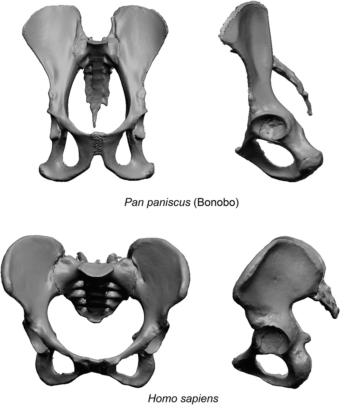 Human Pelvis Evolution: How We Walk Upright